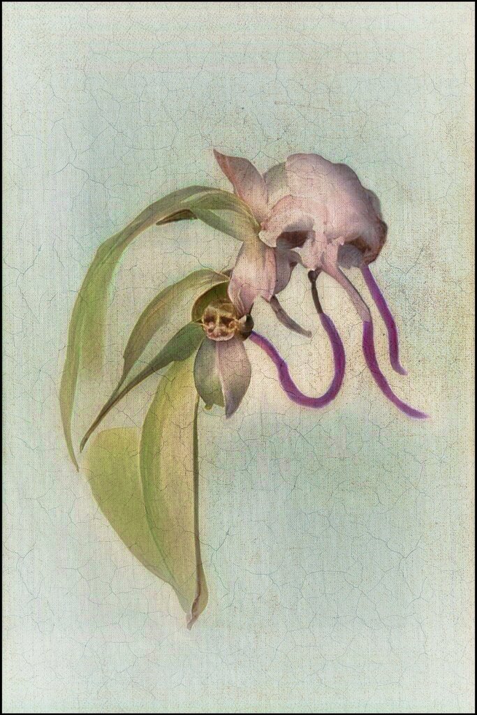 The dying orchid 